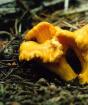 How to freeze chanterelles for the winter and preserve their properties?