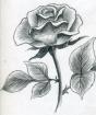 Как да нарисувате красива роза с молив
