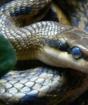 Kako zmija proliva, mijenja kožu?