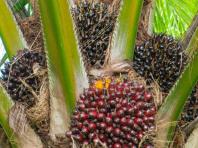 Are palm oil benefits or harms to health?