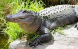 Крокодил отвлича двугодишно момче в световния парк на Уолт Дисни в Орландо