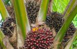 Benefici per la salute o danni dell'uso dell'olio di palma?