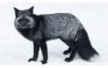 Как да изберем кожено палто от сребърна лисица?